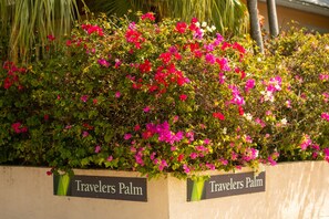 Travelers Palm