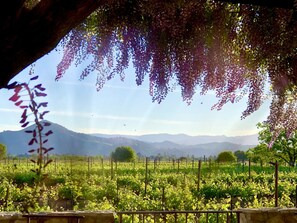 View of El Toro mountain over the vines 