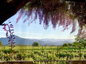 View of El Toro mountain over the vines 