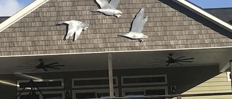 Gray Goose Retreat