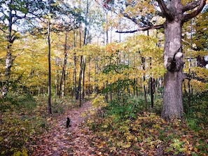 6 miles of trails through forest, fields, and more. 