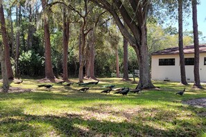 Peacocks On-Site | Poultry Feed Provided | Feed the Peacocks