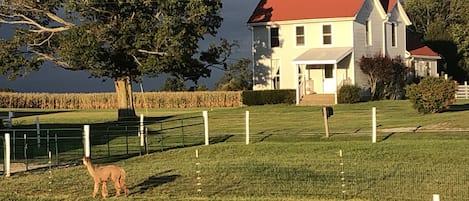 Front view - faces an alpaca pasture