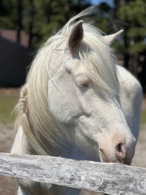 It's Exhausting being a beautiful Chincoteague Pony