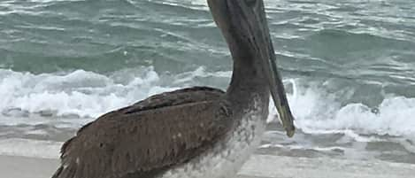 Friends you make along the beach!