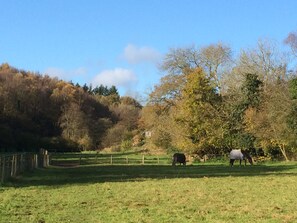 Views over our fields