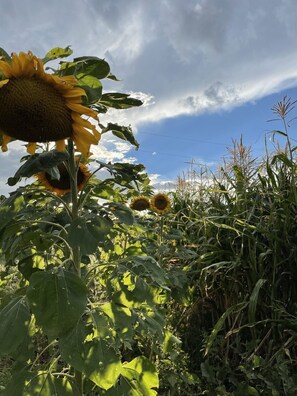 Parco della struttura