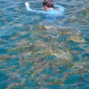 Looe Key reef snorkeling, see plenty of yellowtail! About 10 - 15 boat ride.