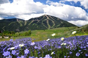 Baldy Mountain