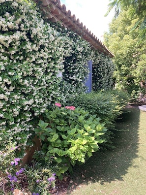 Mur de jasmin