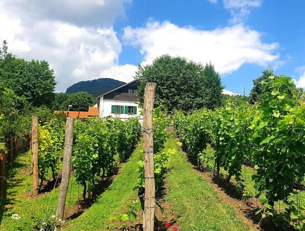 View from the vineyards