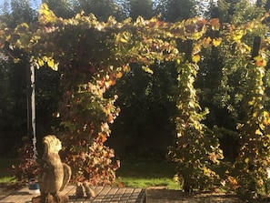 Vines at morningtime