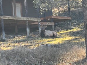 Frequent visitors — deer, elk & wild horses are often seen from the porch!