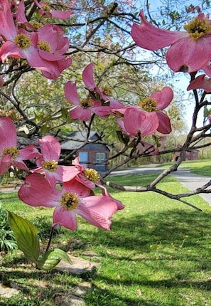 Spring dogwood near our fishing cottage.