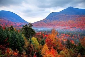 foliage IN COUNTY