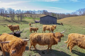 On-Site Cattle | Working 155-Acre Farm | Single-Story Home w/ Loft