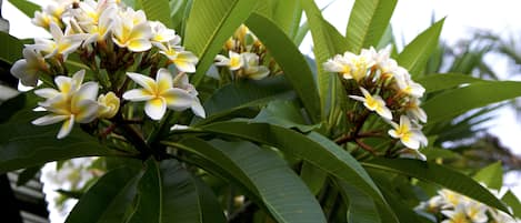 Frangipani in bloom