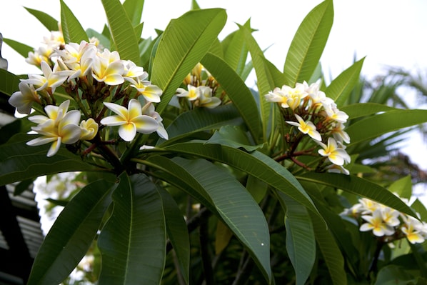 Frangipani in bloom