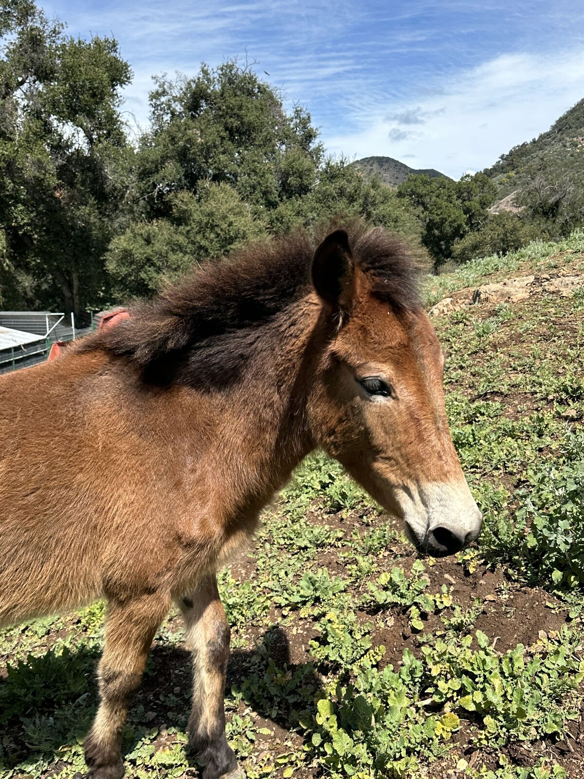 Luxury Covered Wagon in Santa Monica Mountains close to Malibu  w/ King Bed