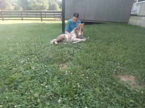 Pet-friendly