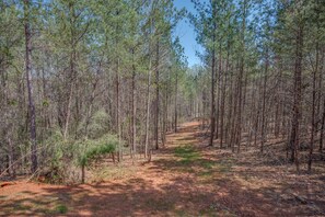 A walk in the woods.