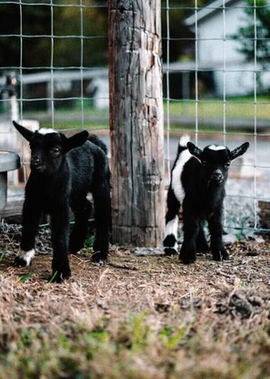 Come into the corral and hang out with our miniature goats.