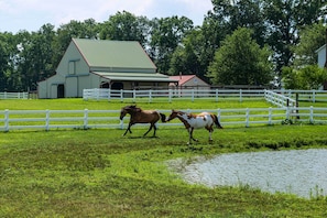 12 Acres of Farmland | 2 On-Site Horses | Owner Lives On-Site