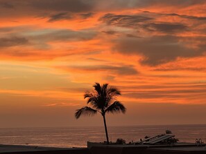 Nature, Outdoors, Palm Tree, Tree, Sunset
