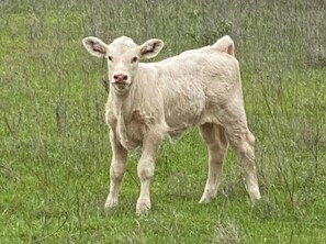 Our baby calves are both curious and cute. This one is ready to meet you.