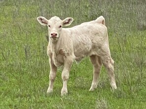 Our baby calves are both curious and cute. This one is ready to meet you.