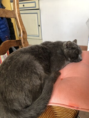 le chat sirius qui restera à la maison (mais il vit dehors).