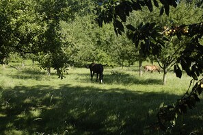 Boendeområde