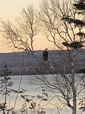 One of five resident eagles that visit here  daily and live near the beach.