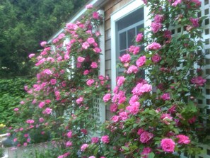 Zepherine Drouhin, c. 1868 French thornless rose cultivar famed for its scent