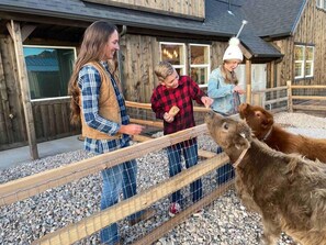 Feed our Miniature Highland Cows off your private back porch