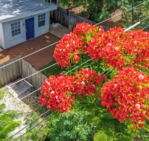Ariel view of the yard and foliage.