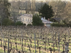 Vignes