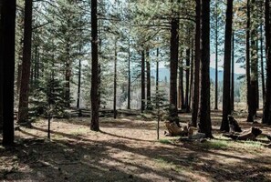 Set in a serene forest landscape with picturesque views; space to play & explore