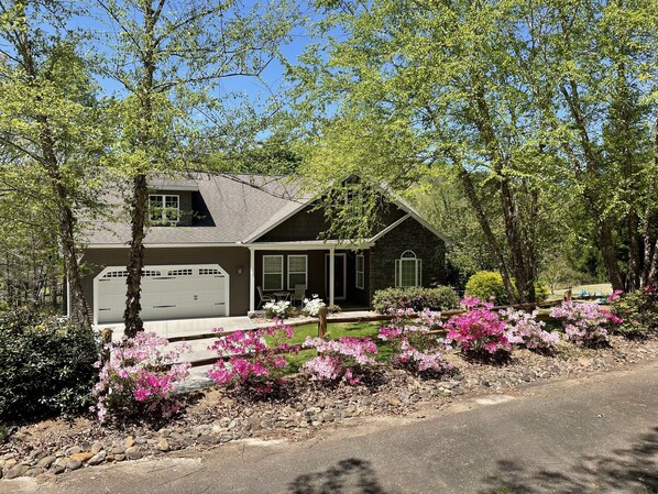 azaleas blooming in the front yard