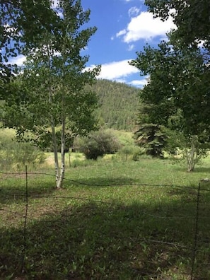 More of the backyard. Summer in Paradise if you love nature. The barbed wire is about to be removed but still there at this time.