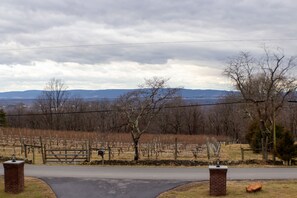 Westward vineyard view