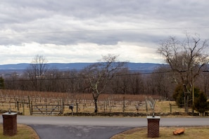 Westward vineyard view