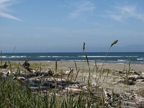 Lots of drift wood, crabs, clams & birds