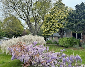 There's always something in bloom!