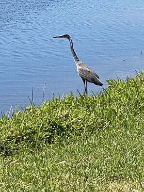 daily visitors