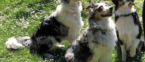 Cinder, Lincoln and Skye our Australian Shepard's that LOVE fetch