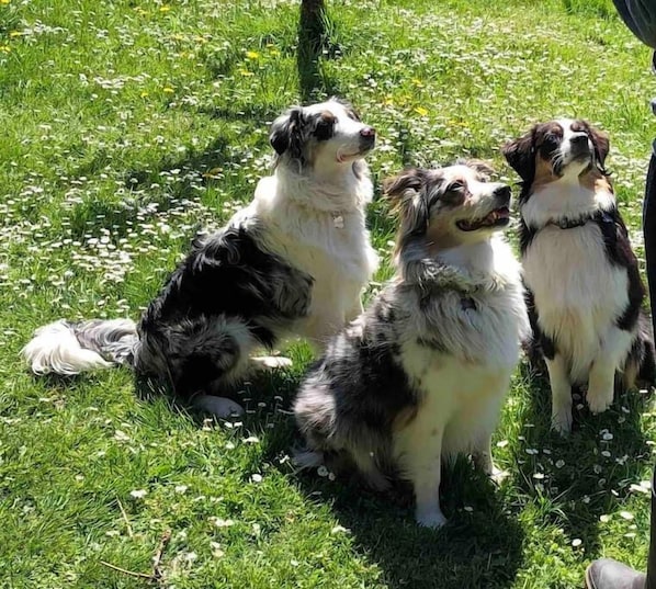 Cinder, Lincoln and Skye our Australian Shepard's that LOVE fetch