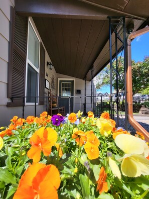 Pansies