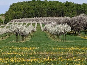 within walking distance to orchards. enjoy the bloom in May 