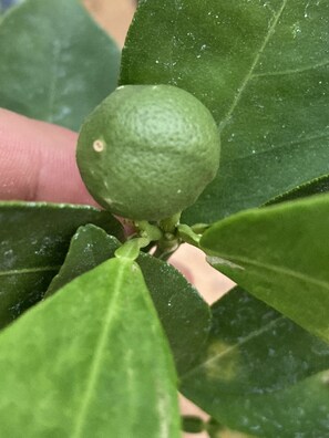 Our orange tree